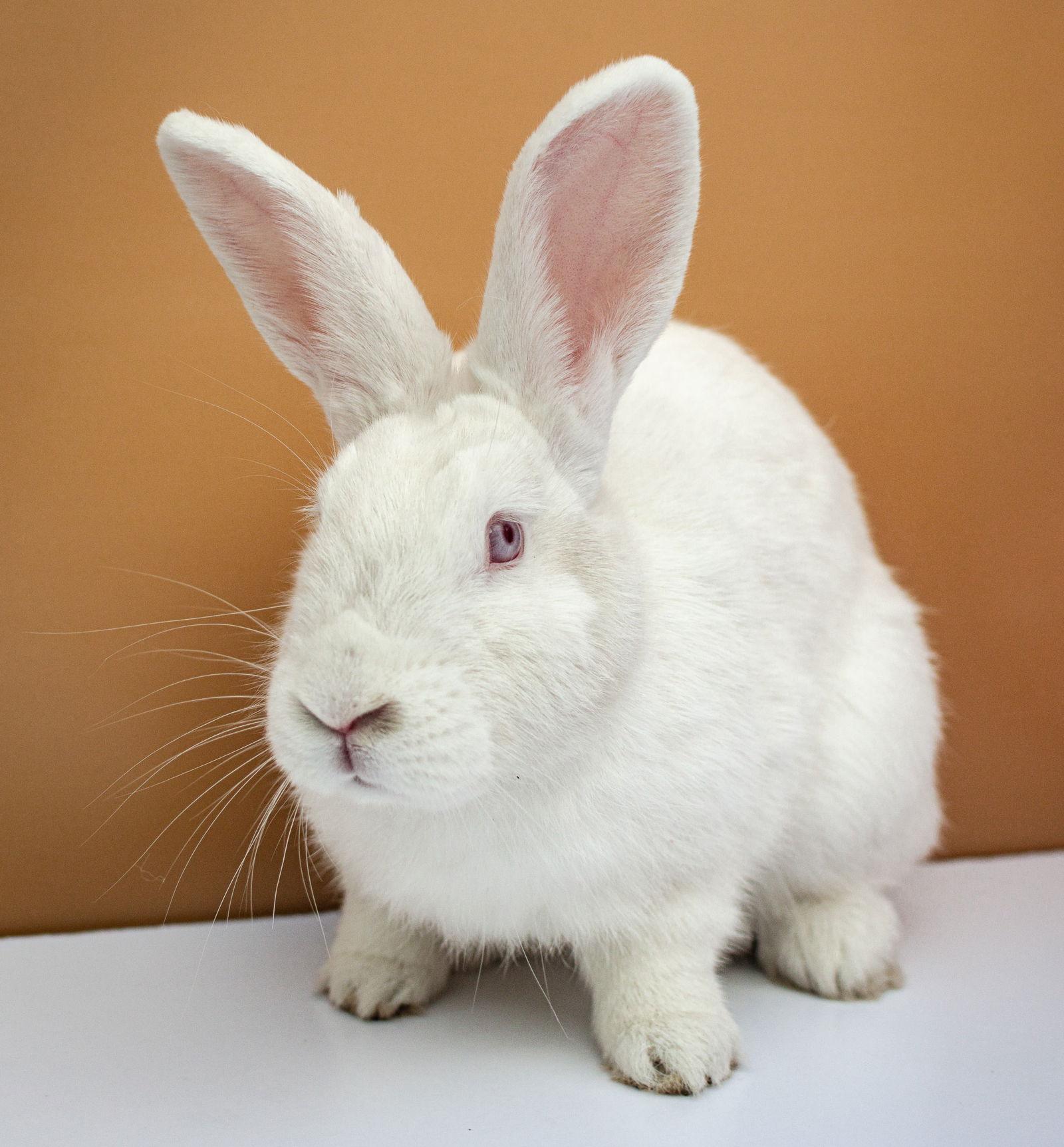 Queen, Adoptable, Young Female American.