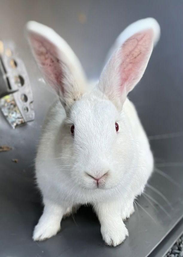 Queen, a Adoptable American in Oakland, CA image 2/2