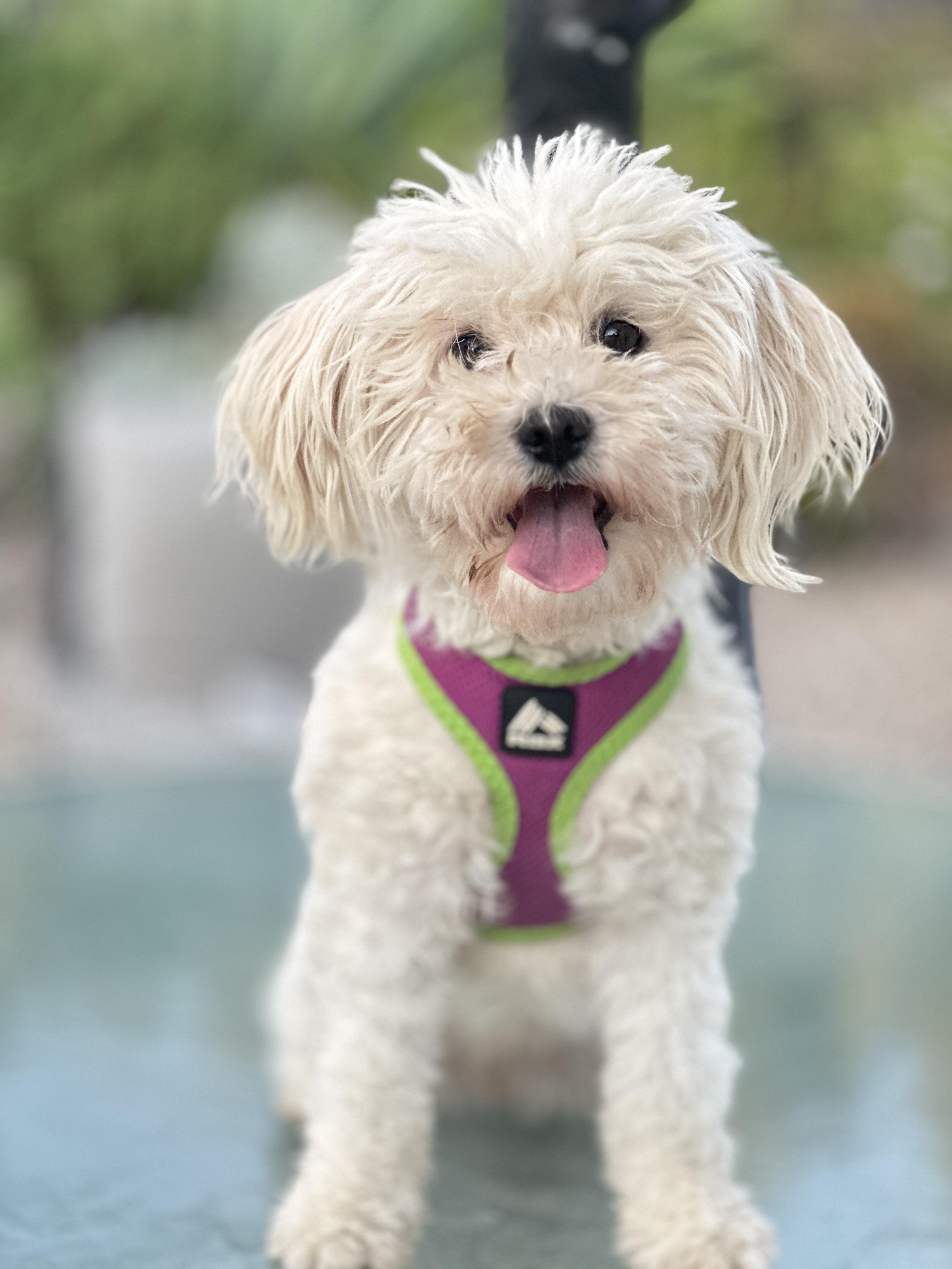 Enlarge Zoey the Social Butterfly, a Adoptable Maltipoo in Topanga, CA image 1/1