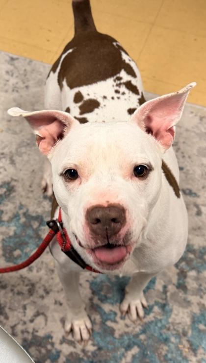 Enlarge Stefen, a Adoptable mixed breed in Cincinnati, OH image 1/3