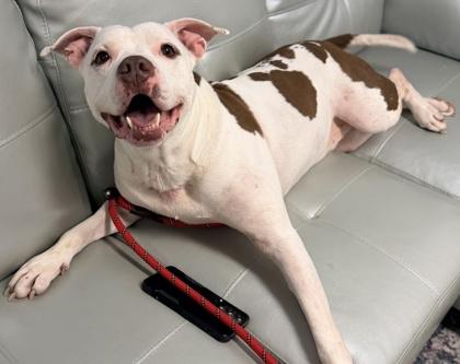 Enlarge Stefen, a Adoptable mixed breed in Cincinnati, OH image 2/3