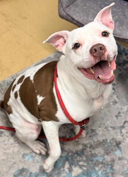 Enlarge Stefen, a Adoptable mixed breed in Cincinnati, OH image 3/3