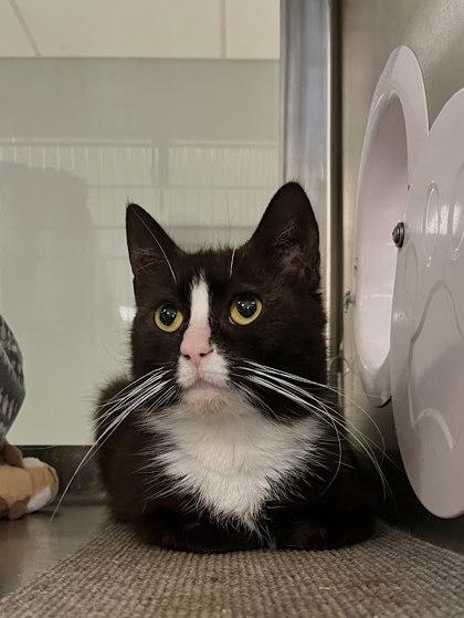 Enlarge McCrispy, a Adoptable mixed breed in Twinsburg, OH image 2/3