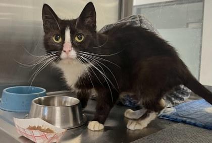 Enlarge McCrispy, a Adoptable mixed breed in Twinsburg, OH image 3/3