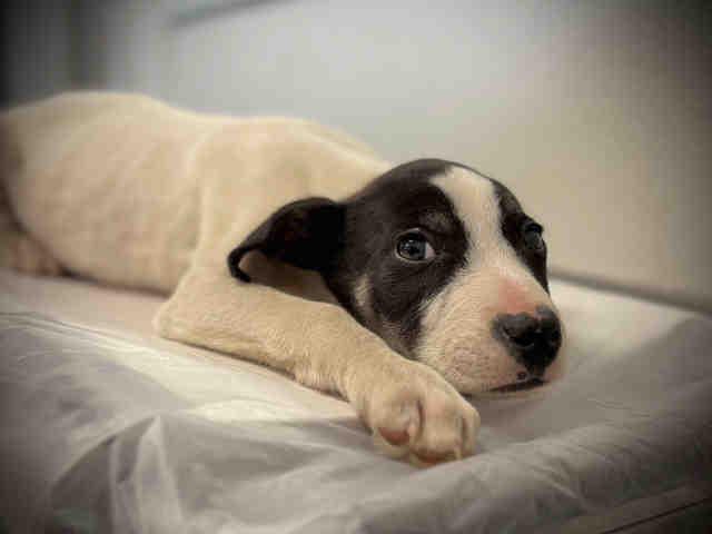 Enlarge A1946338, a Adoptable mixed breed in Bonita, CA image 1/1