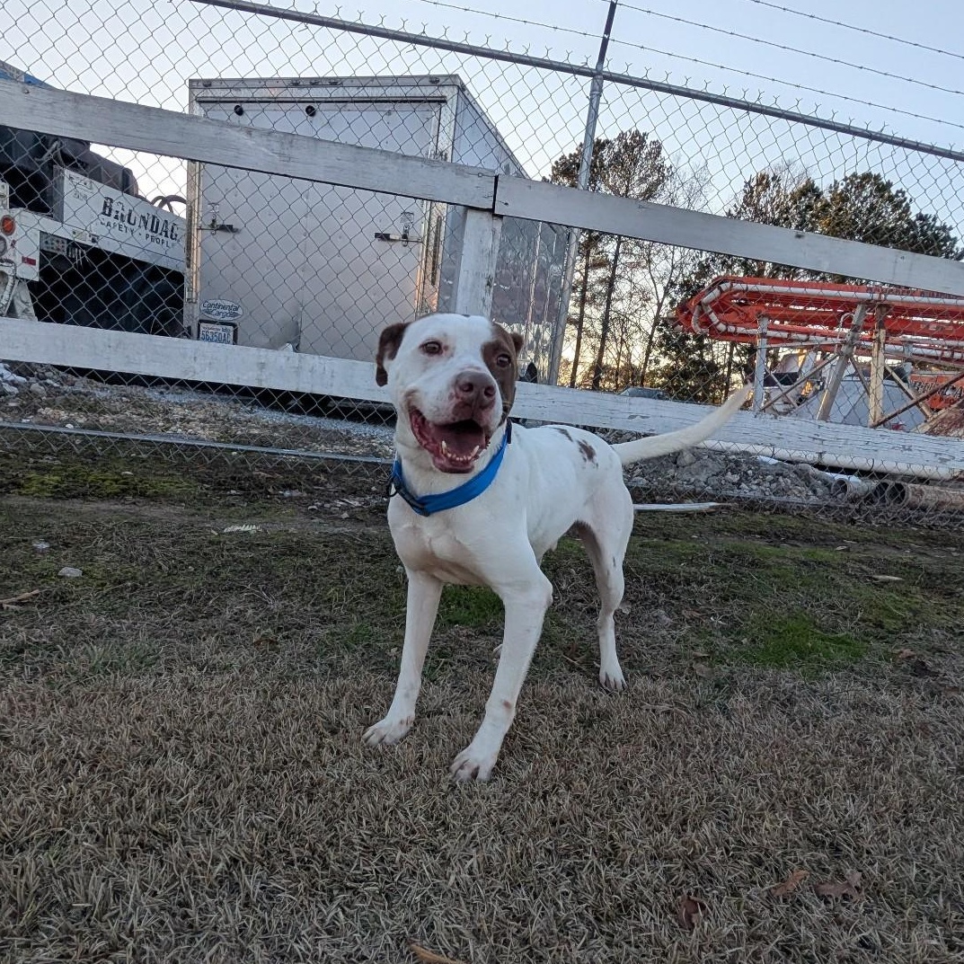 Buster, a Adoptable American Staffordshire Terrier in Smyrna, GA image 1/4