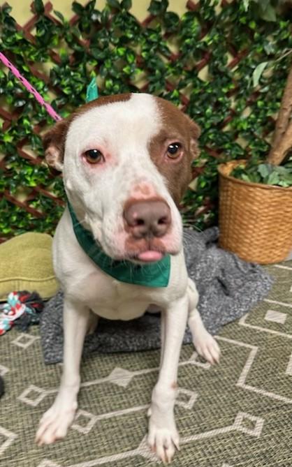 Enlarge Buster, a Adoptable American Staffordshire Terrier in Smyrna, GA image 1/4