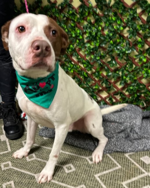 Buster, a Adoptable American Staffordshire Terrier in Smyrna, GA image 3/4