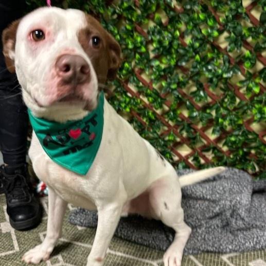 Enlarge Buster, a Adoptable American Staffordshire Terrier in Smyrna, GA image 3/4