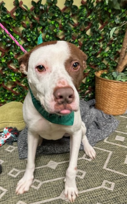 Buster, a Adoptable American Staffordshire Terrier in Smyrna, GA image 4/4