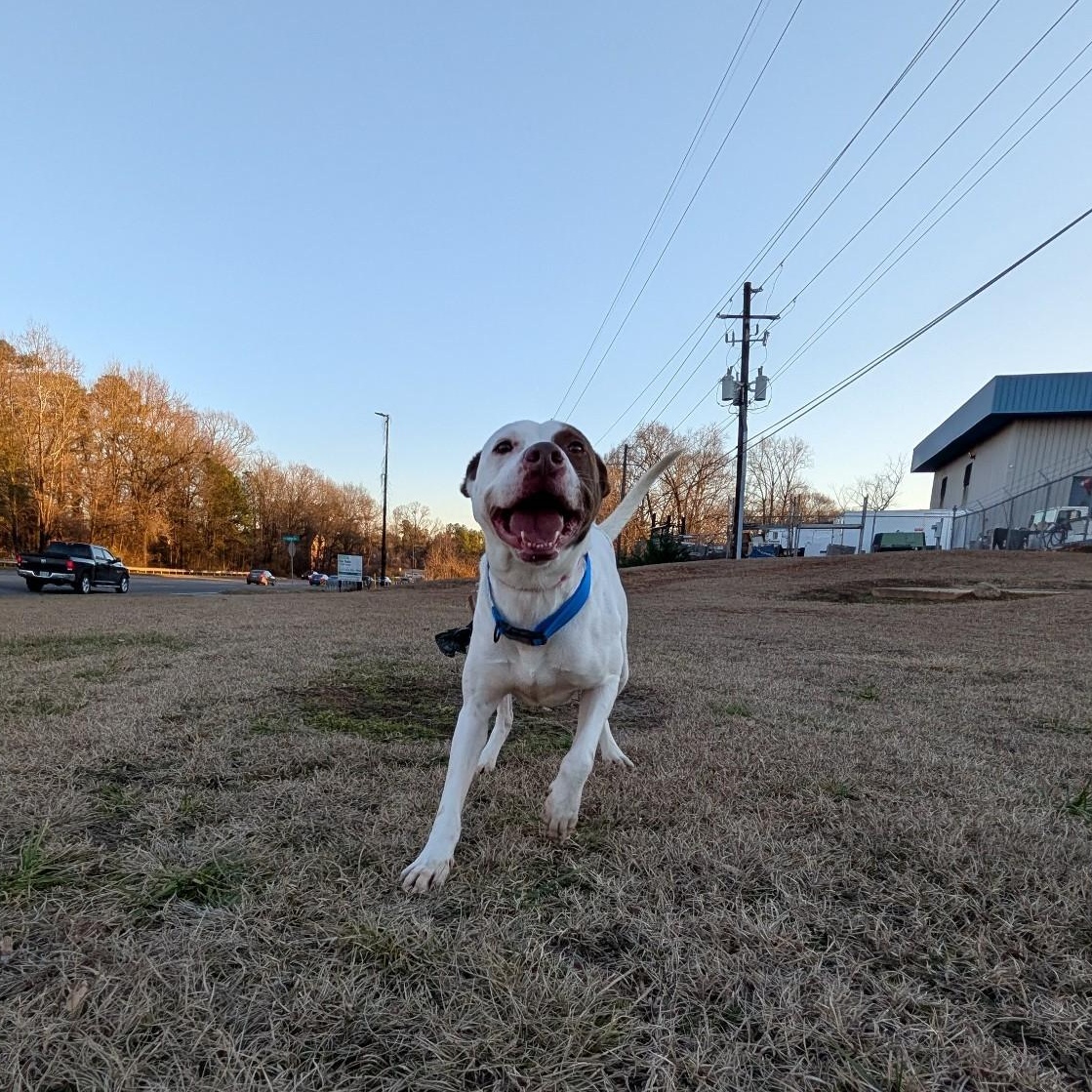 Buster, a Adoptable American Staffordshire Terrier in Smyrna, GA image 2/4