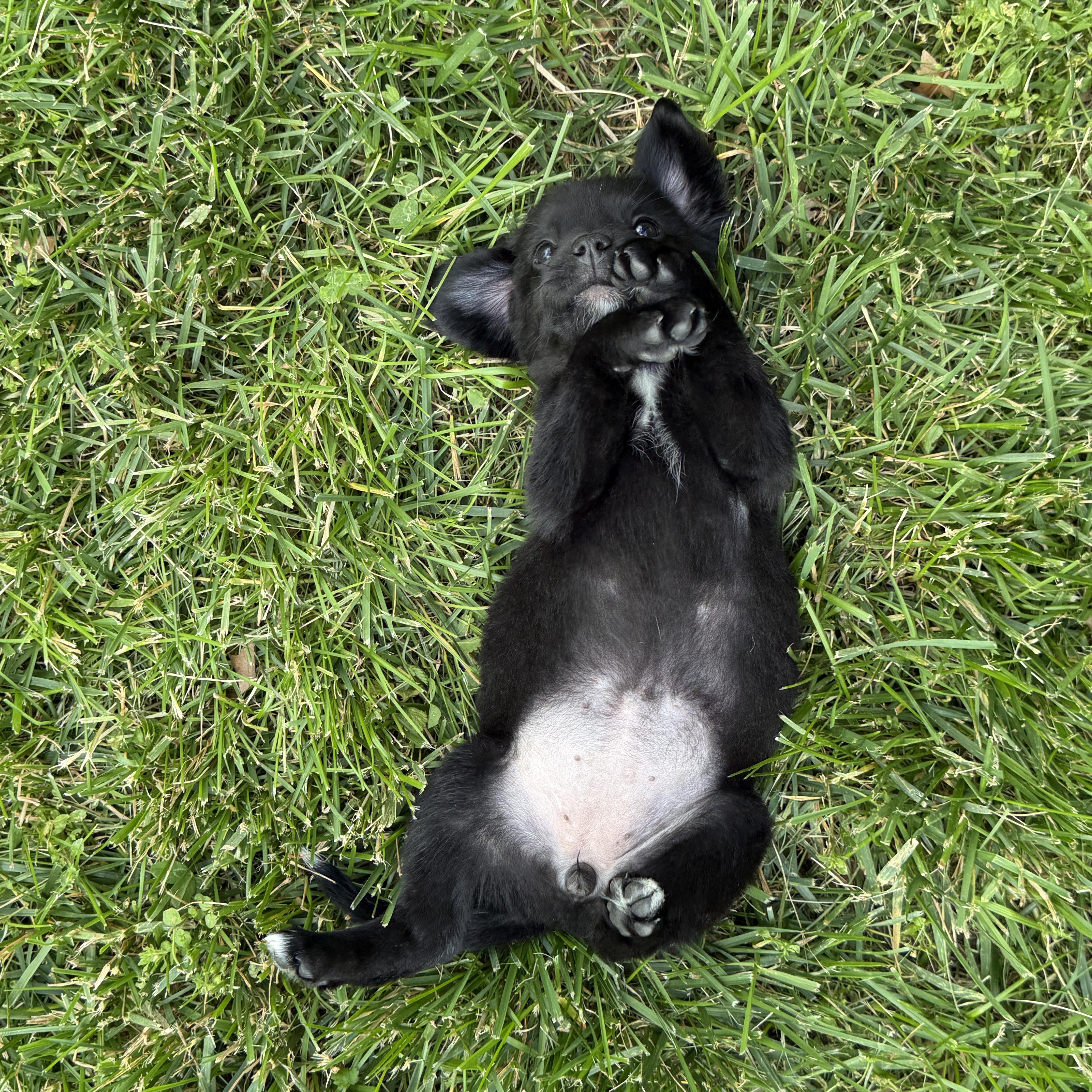 Enlarge Pepper, a ADOPTABLE mixed breed in Jeffersonville, IN image 5/5