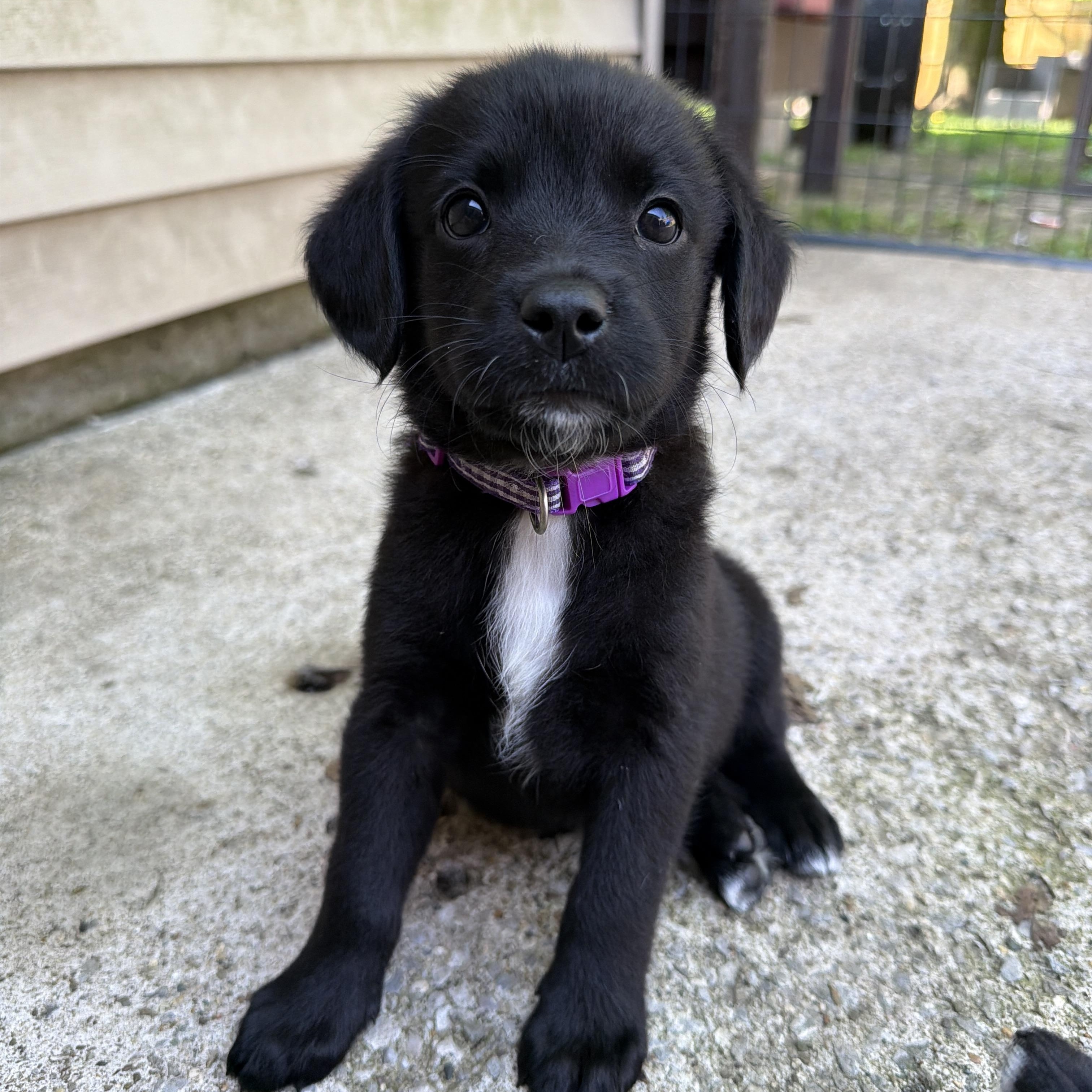 Enlarge Pepper, a ADOPTABLE mixed breed in Jeffersonville, IN image 1/5