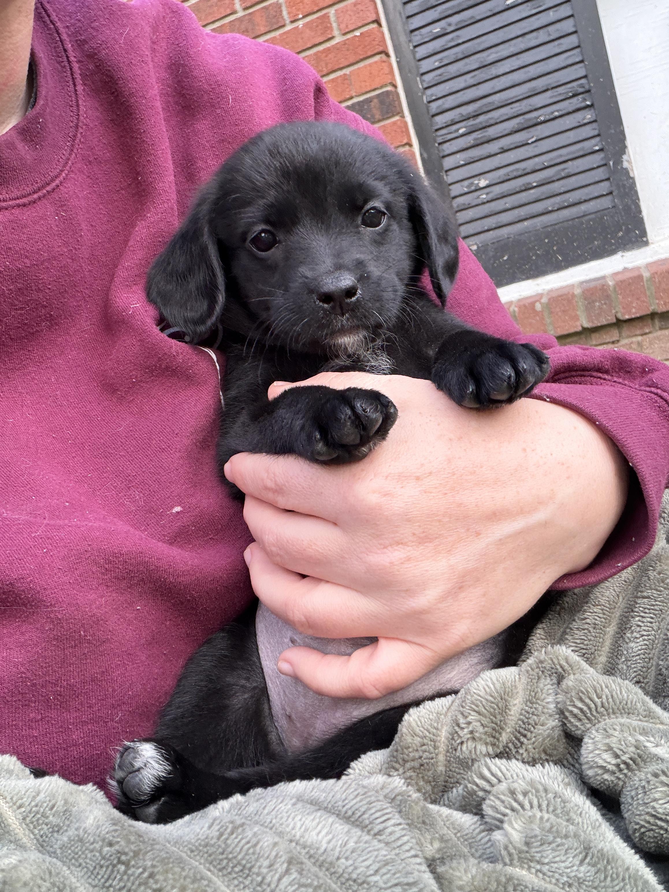 Enlarge Pepper, a ADOPTABLE mixed breed in Jeffersonville, IN image 4/5