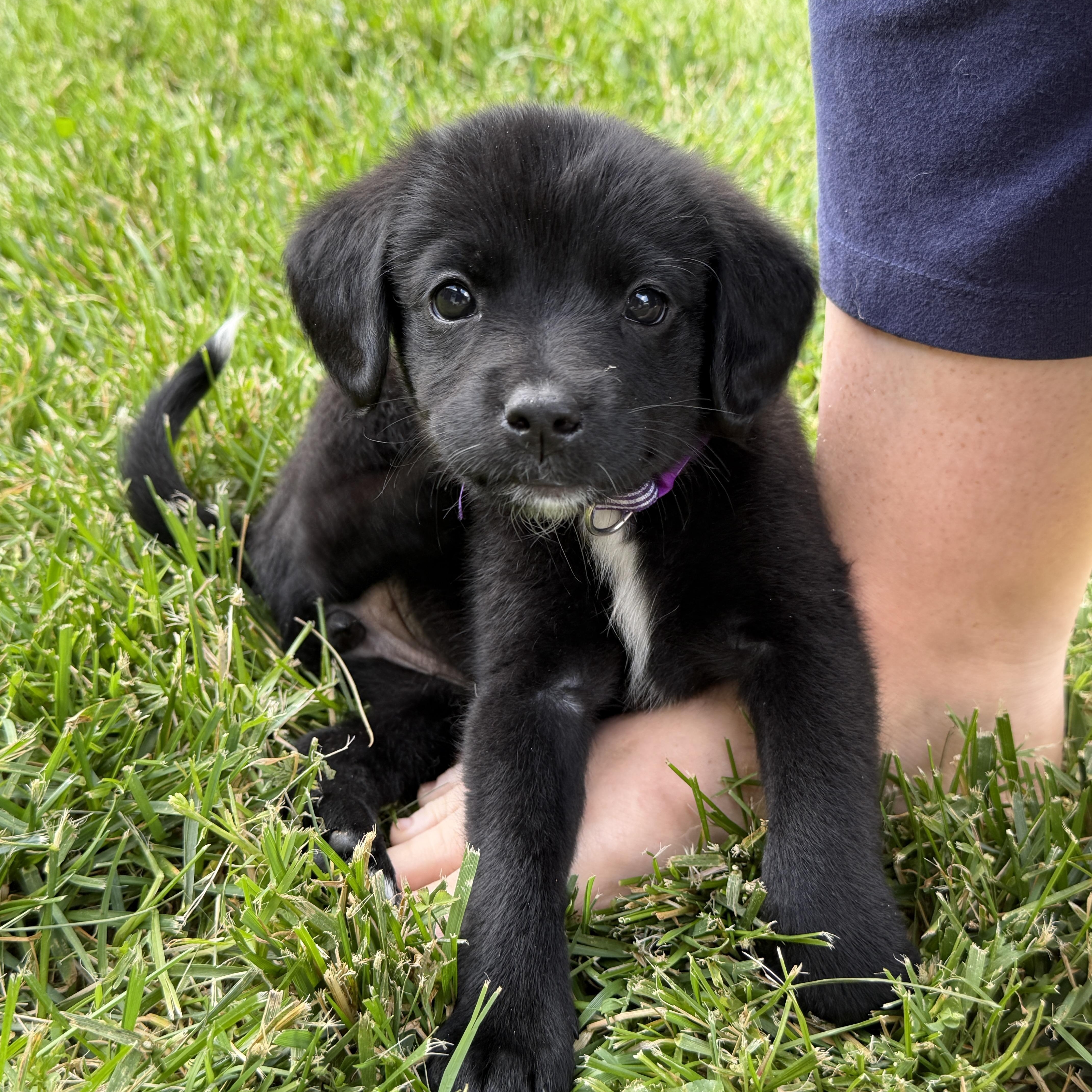 Enlarge Pepper, a ADOPTABLE mixed breed in Jeffersonville, IN image 3/5