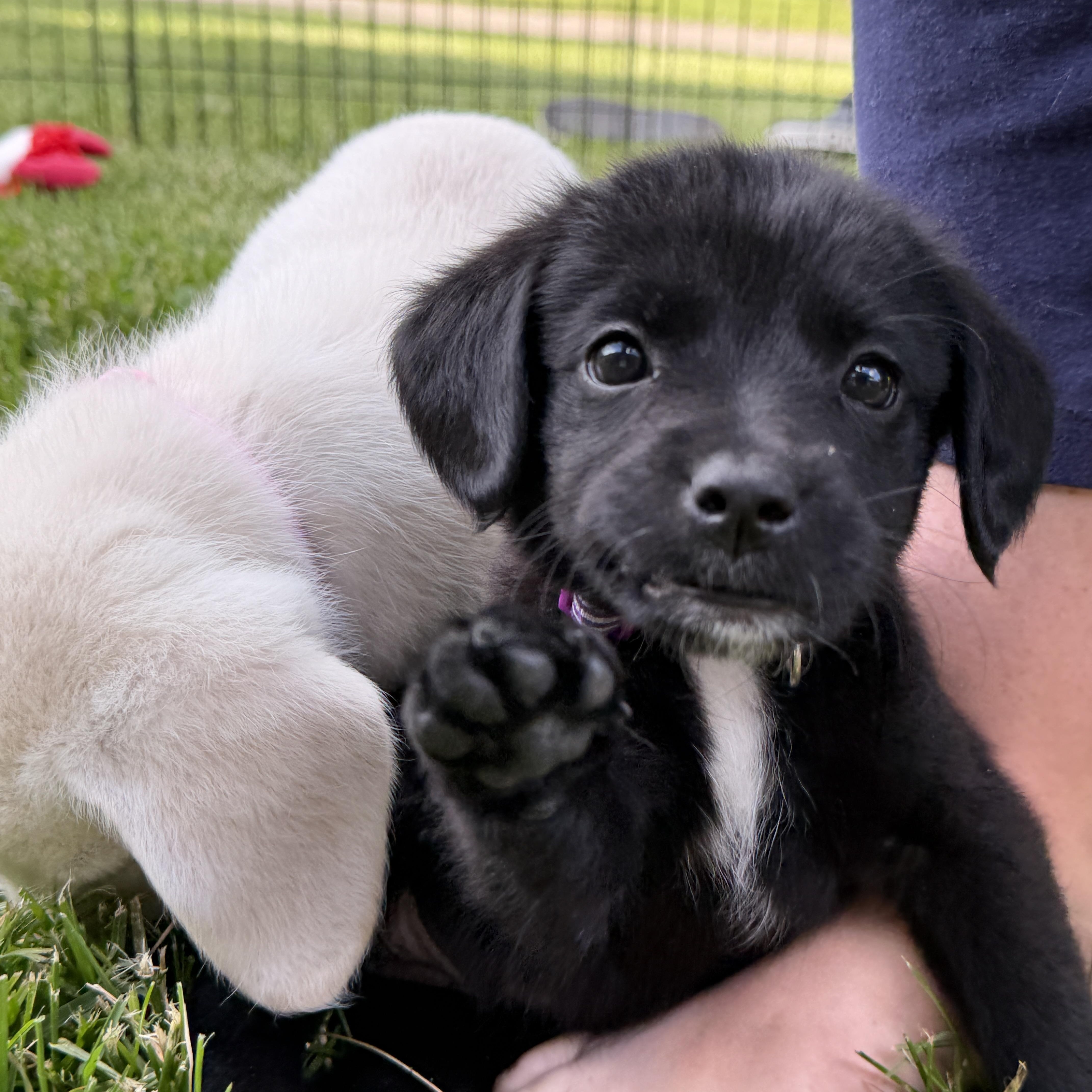 Enlarge Pepper, a ADOPTABLE mixed breed in Jeffersonville, IN image 2/5