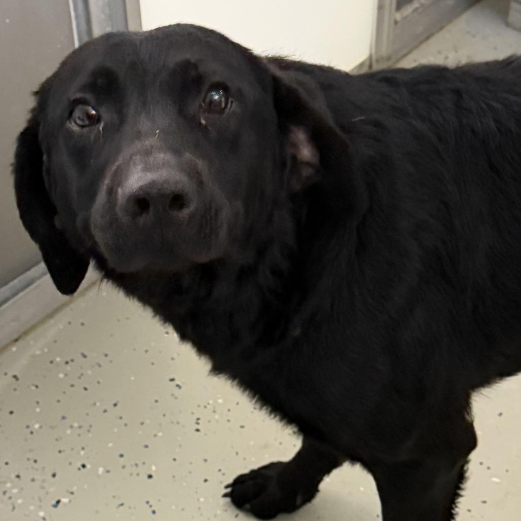 Dante, Adoptable, Adult Male Labrador Retriever & Shepherd.