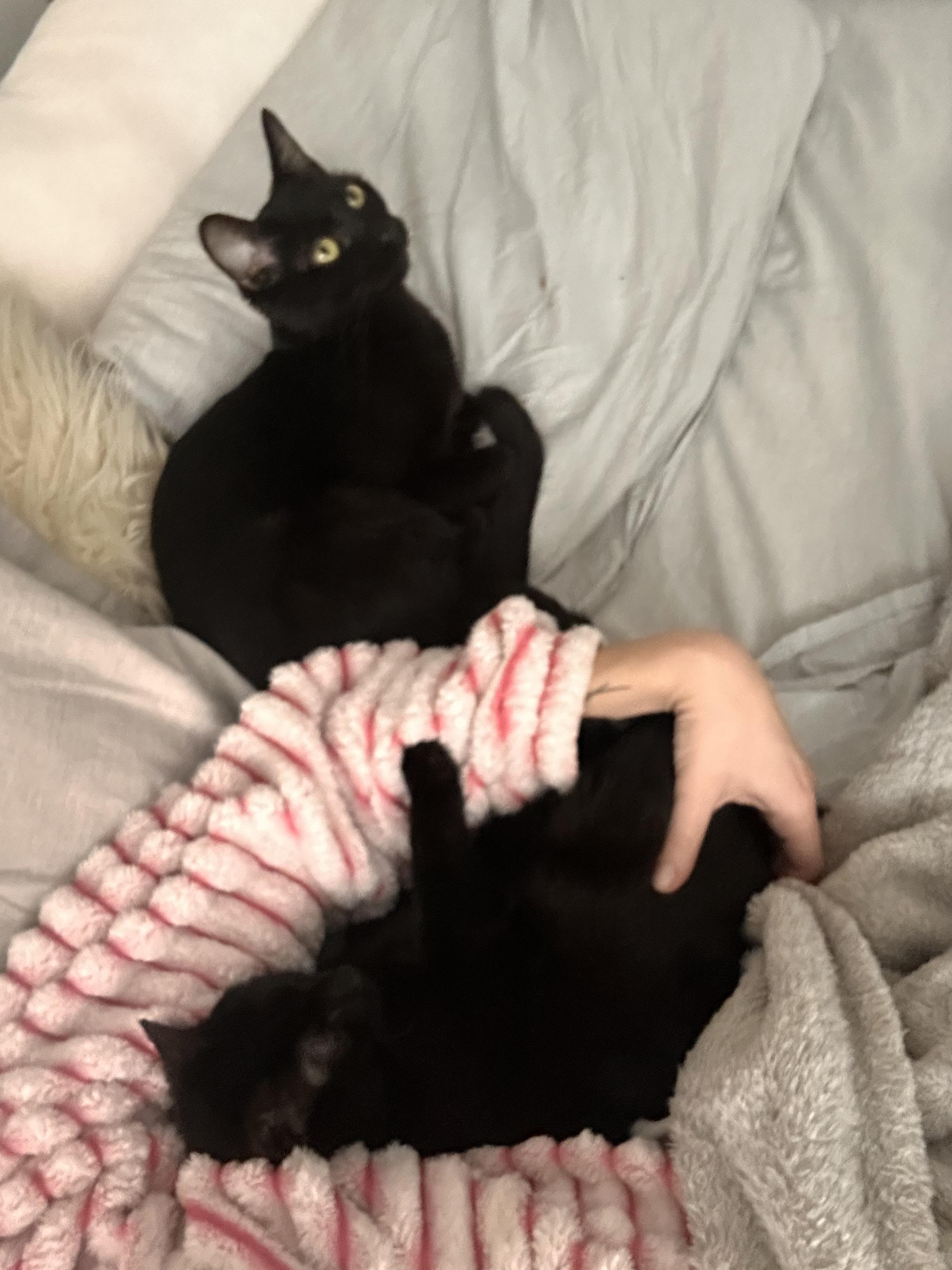 Enlarge Pancake, a ADOPTABLE Domestic Short Hair in Columbus, OH image 3/6