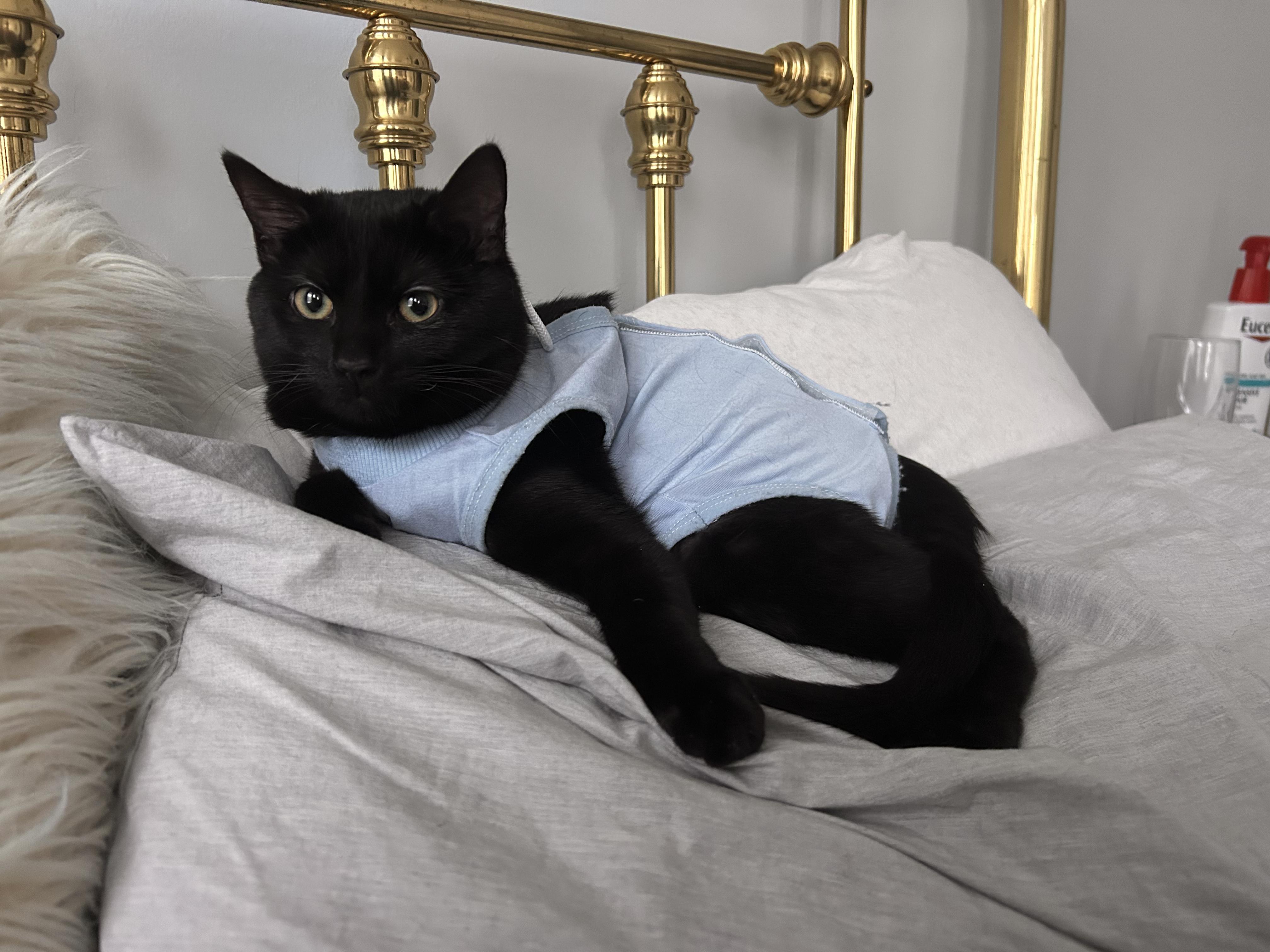 Enlarge Pancake, a ADOPTABLE Domestic Short Hair in Columbus, OH image 5/6