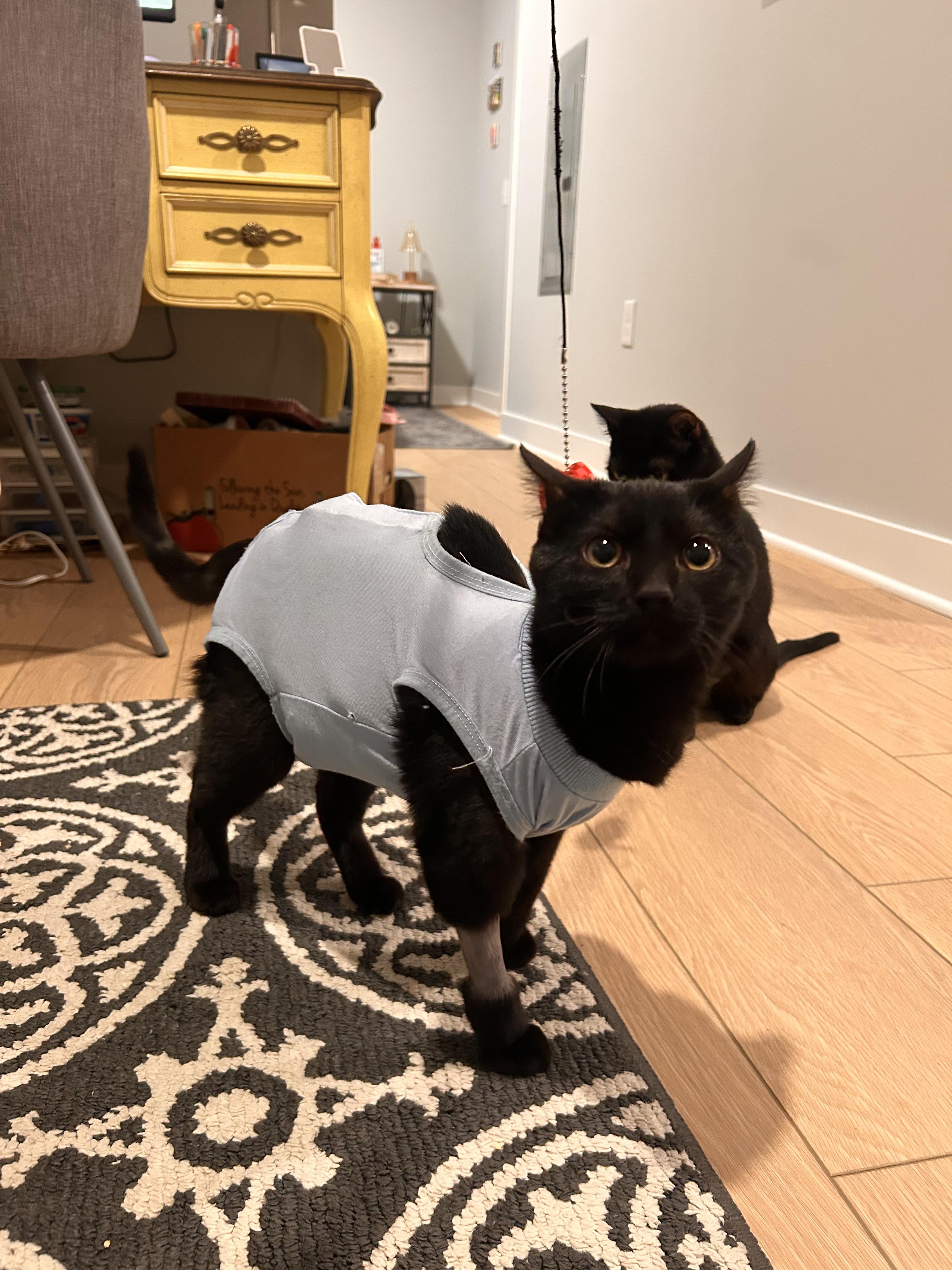 Enlarge Pancake, a ADOPTABLE Domestic Short Hair in Columbus, OH image 2/6