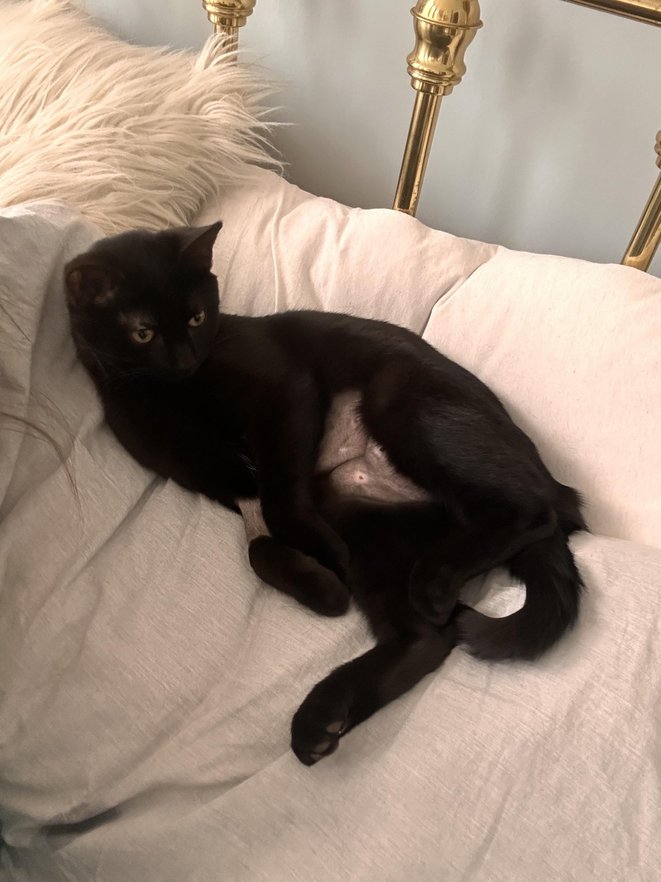 Enlarge Pancake, a ADOPTABLE Domestic Short Hair in Columbus, OH image 6/6