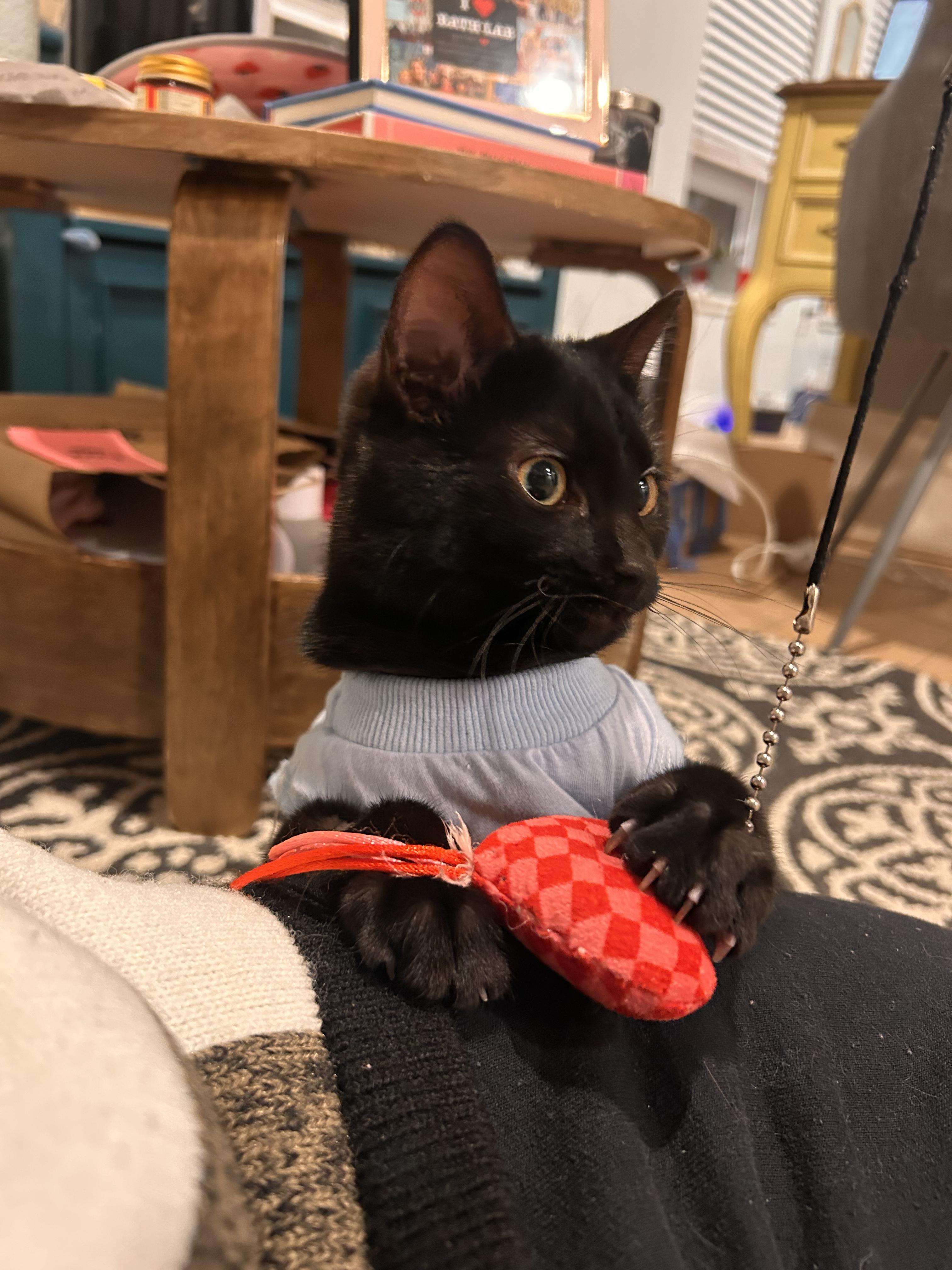 Pancake, ADOPTABLE, Young Female Domestic Short Hair.