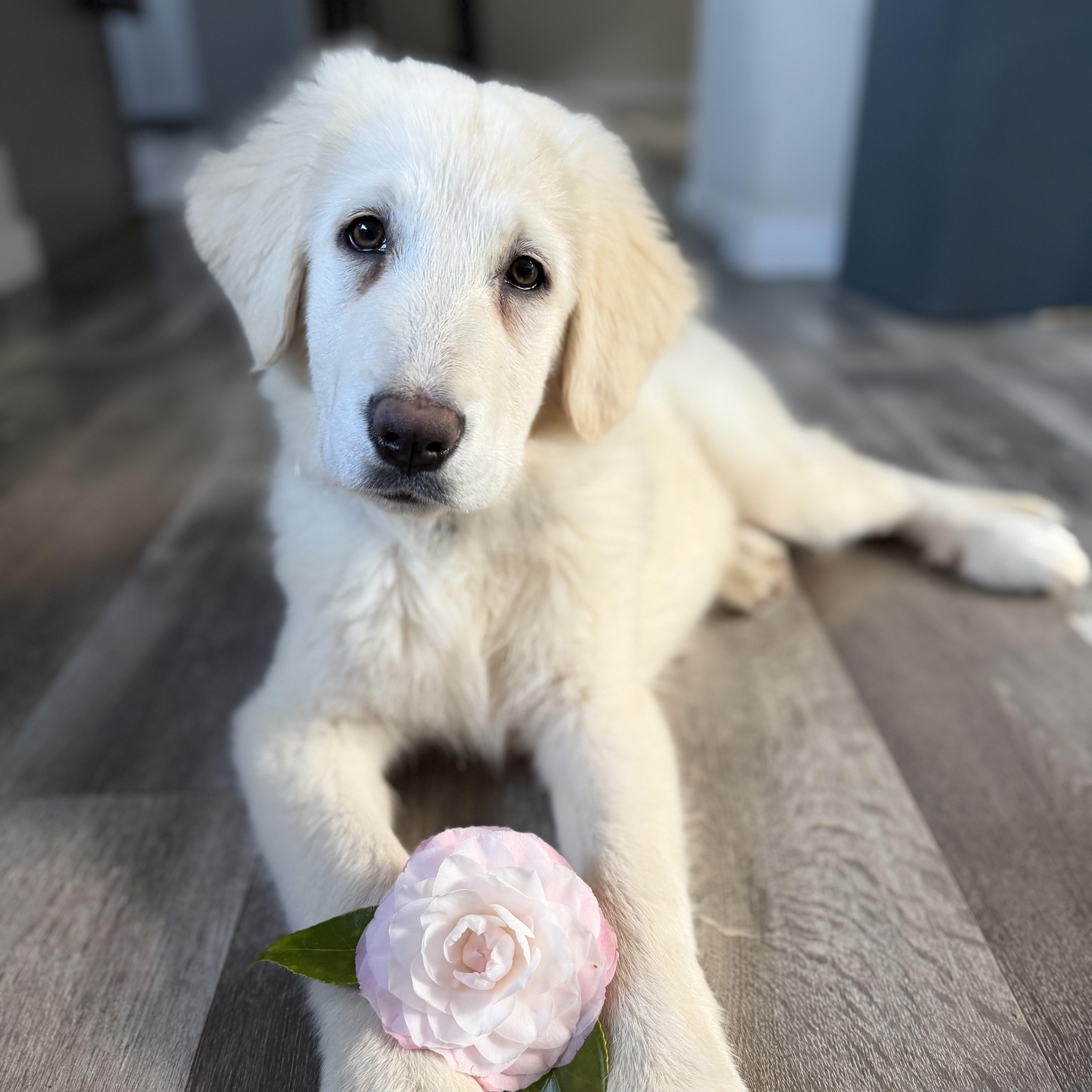 Enlarge NYT Connections: Things That Are White_Magnolia, a Adoptable mixed breed in Redwood City, CA image 2/6