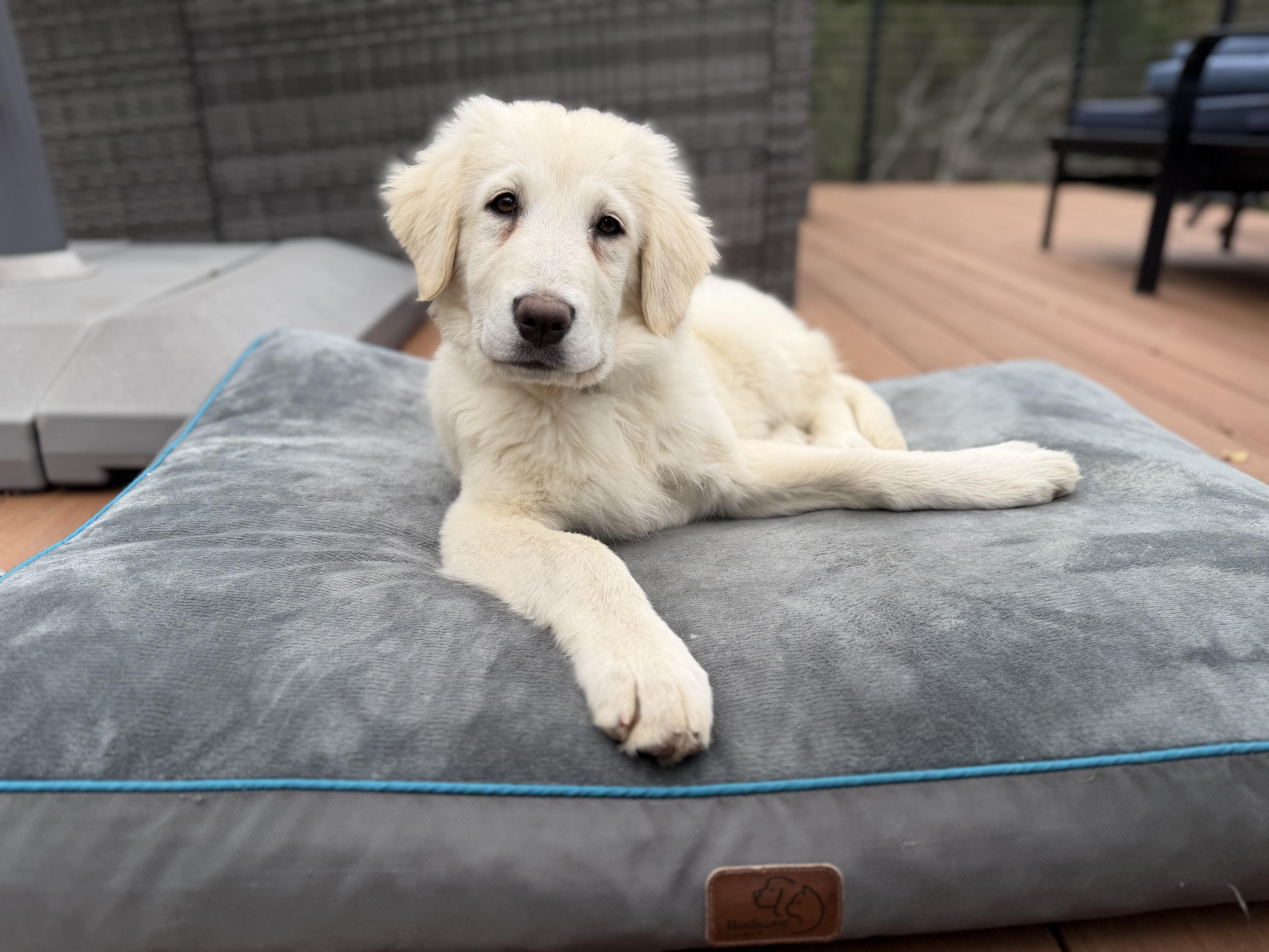 Enlarge NYT Connections: Things That Are White_Magnolia, a Adoptable mixed breed in Redwood City, CA image 4/6