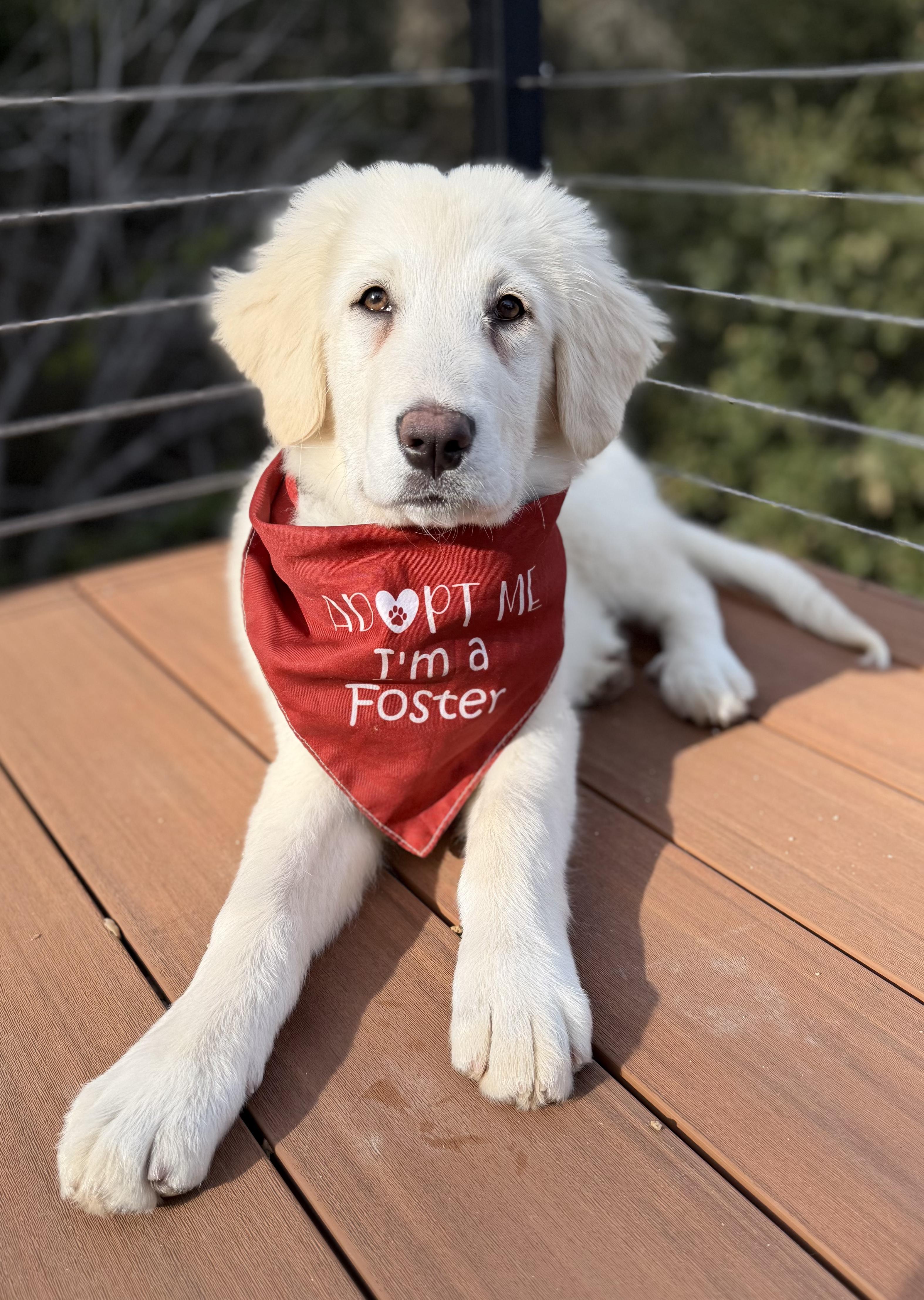 NYT Connections: Things That Are White_Magnolia, a Adoptable mixed breed in Redwood City, CA image 1/6