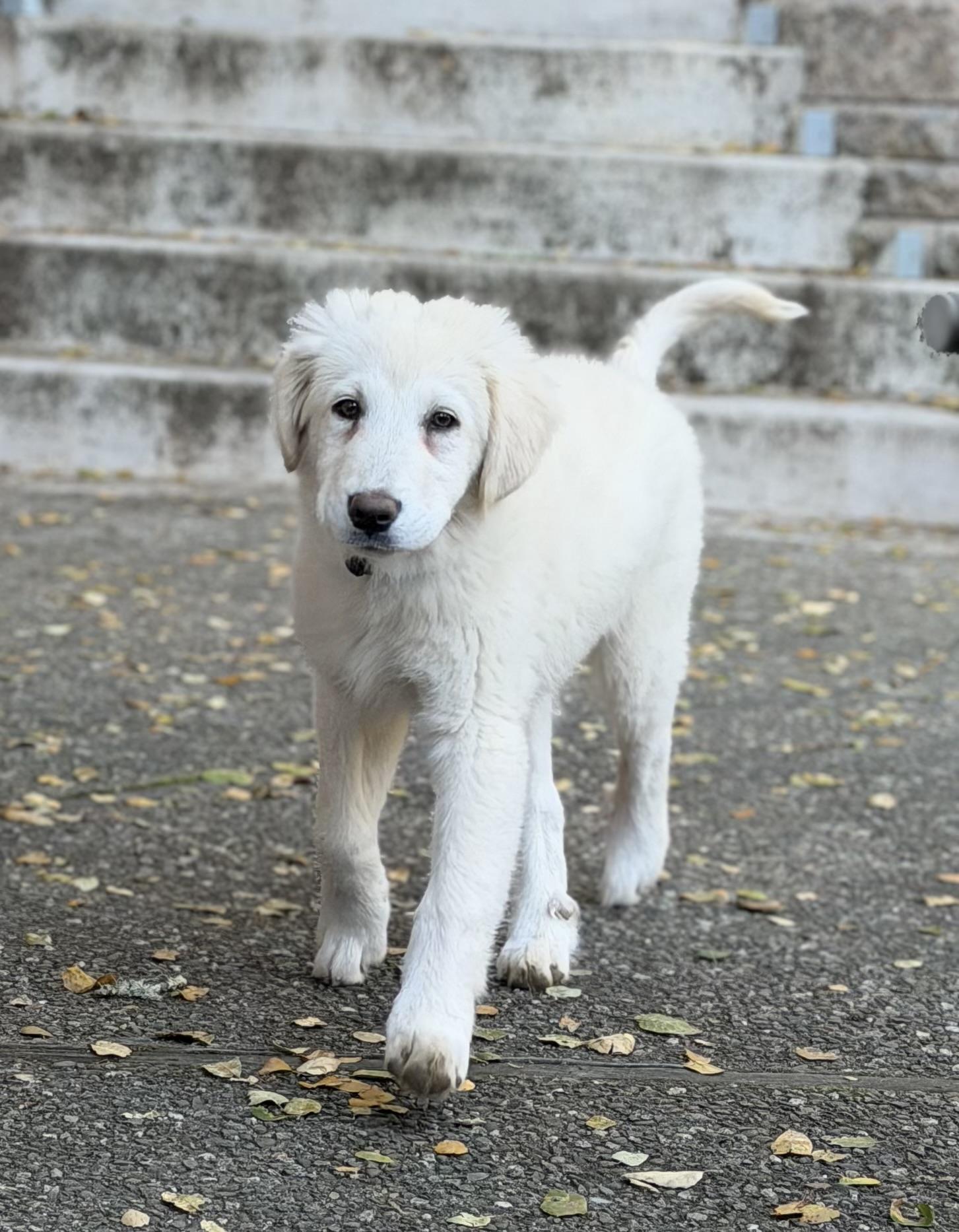 Enlarge NYT Connections: Things That Are White_Magnolia, a Adoptable mixed breed in Redwood City, CA image 6/6