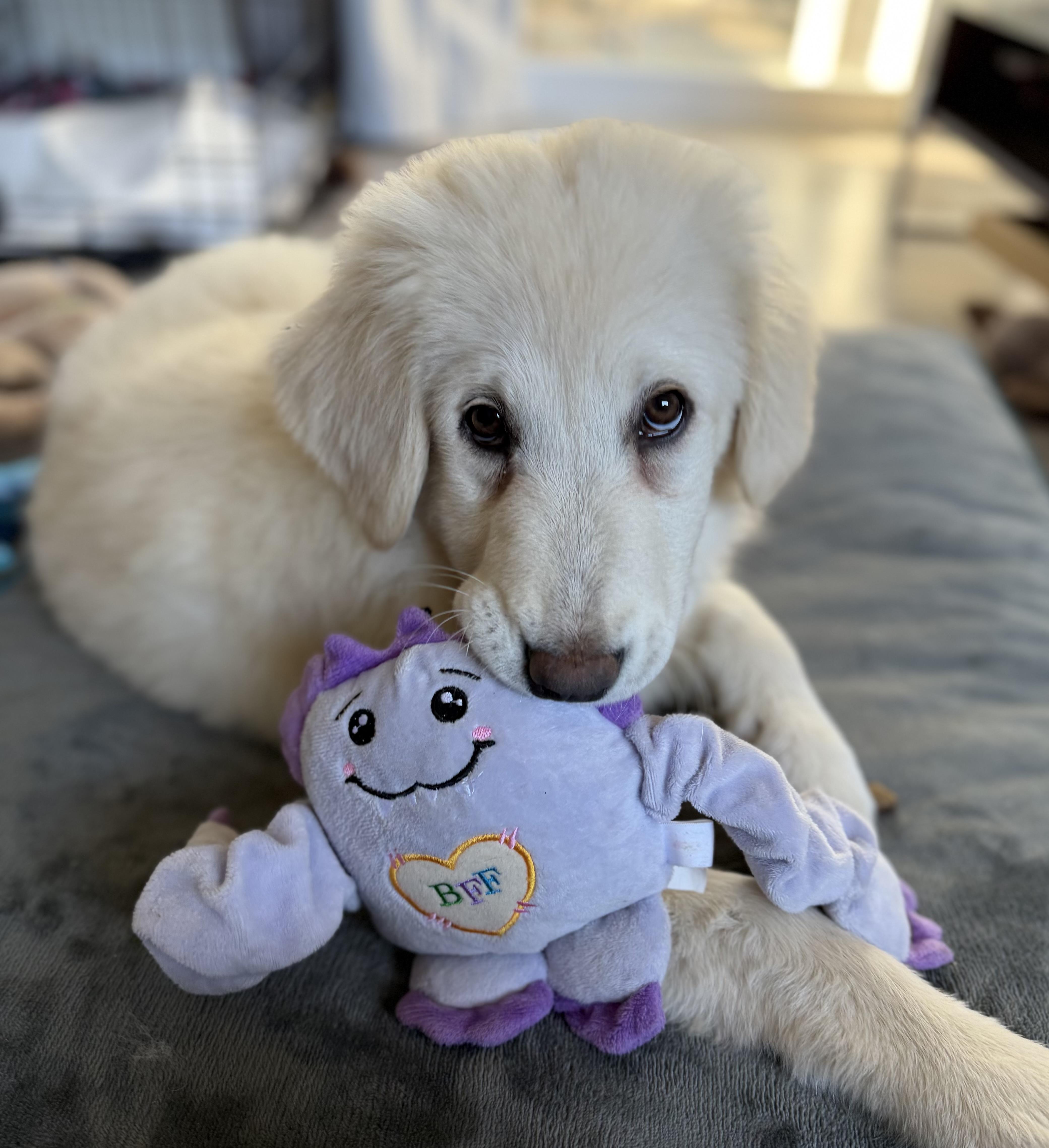 Enlarge NYT Connections: Things That Are White_Magnolia, a Adoptable mixed breed in Redwood City, CA image 5/6