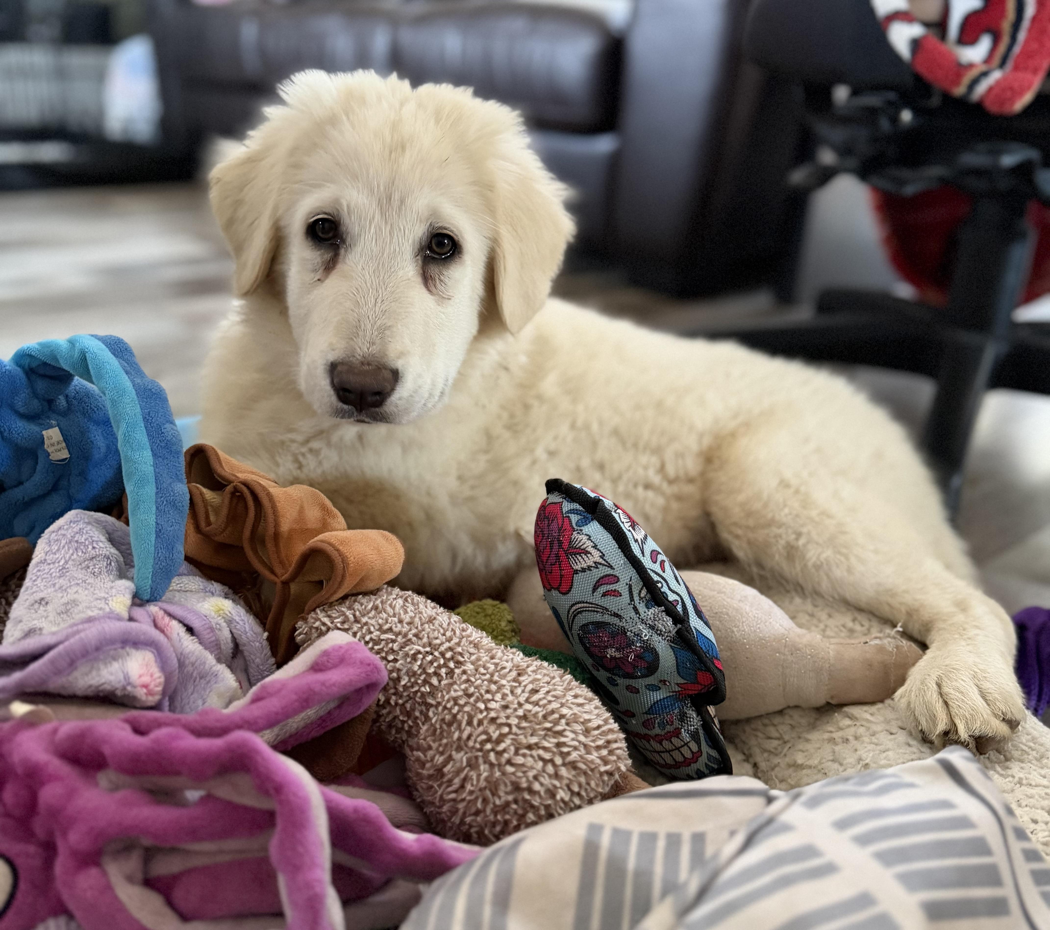 Enlarge NYT Connections: Things That Are White_Magnolia, a Adoptable mixed breed in Redwood City, CA image 3/6