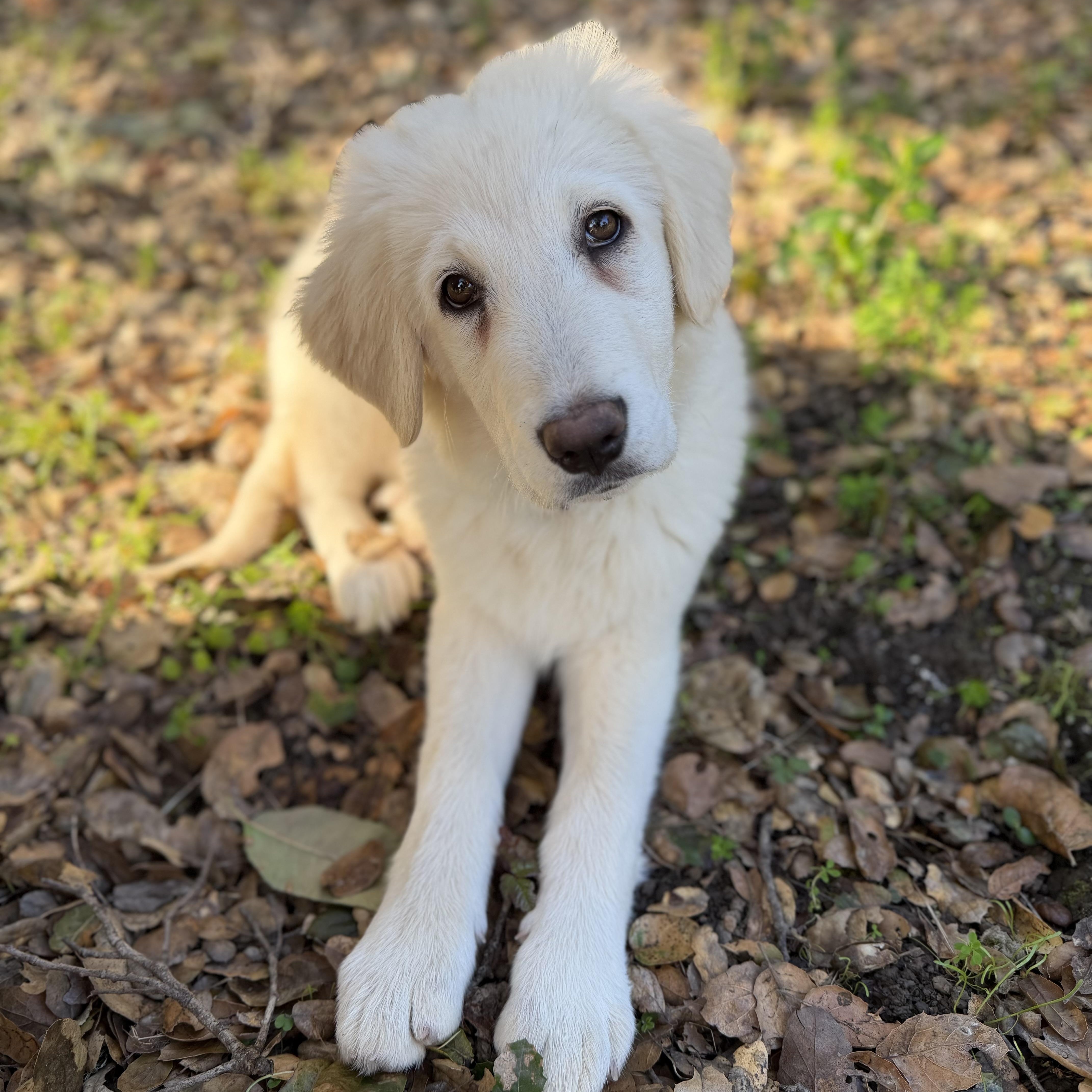 Enlarge NYT Connections: Things That Are White_Magnolia, a Adoptable mixed breed in Redwood City, CA image 1/6