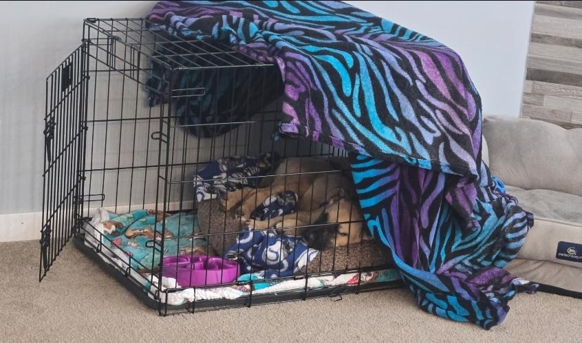 Enlarge Levi, a ADOPTABLE mixed breed in Plattsmouth, NE image 4/5