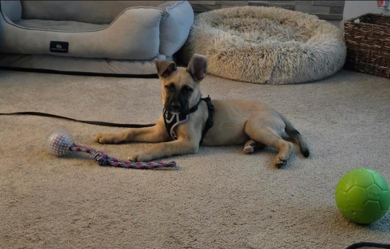Enlarge Levi, a ADOPTABLE mixed breed in Plattsmouth, NE image 5/5