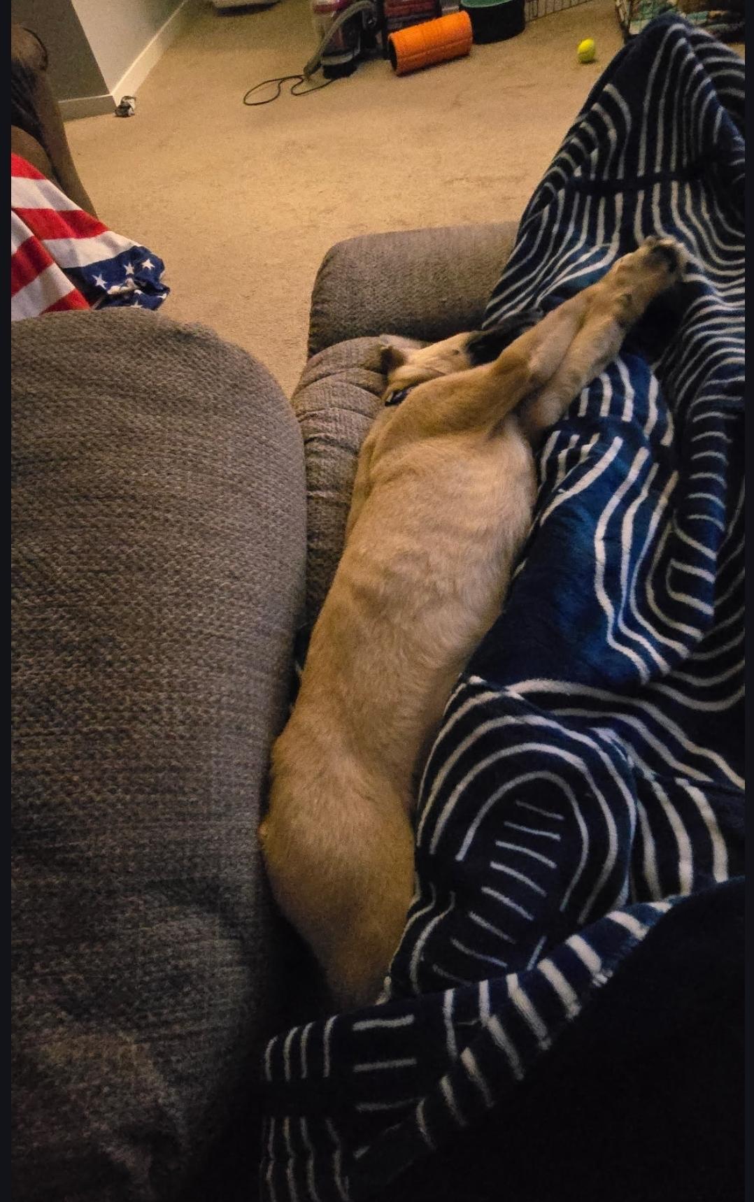 Enlarge Levi, a ADOPTABLE mixed breed in Plattsmouth, NE image 2/5