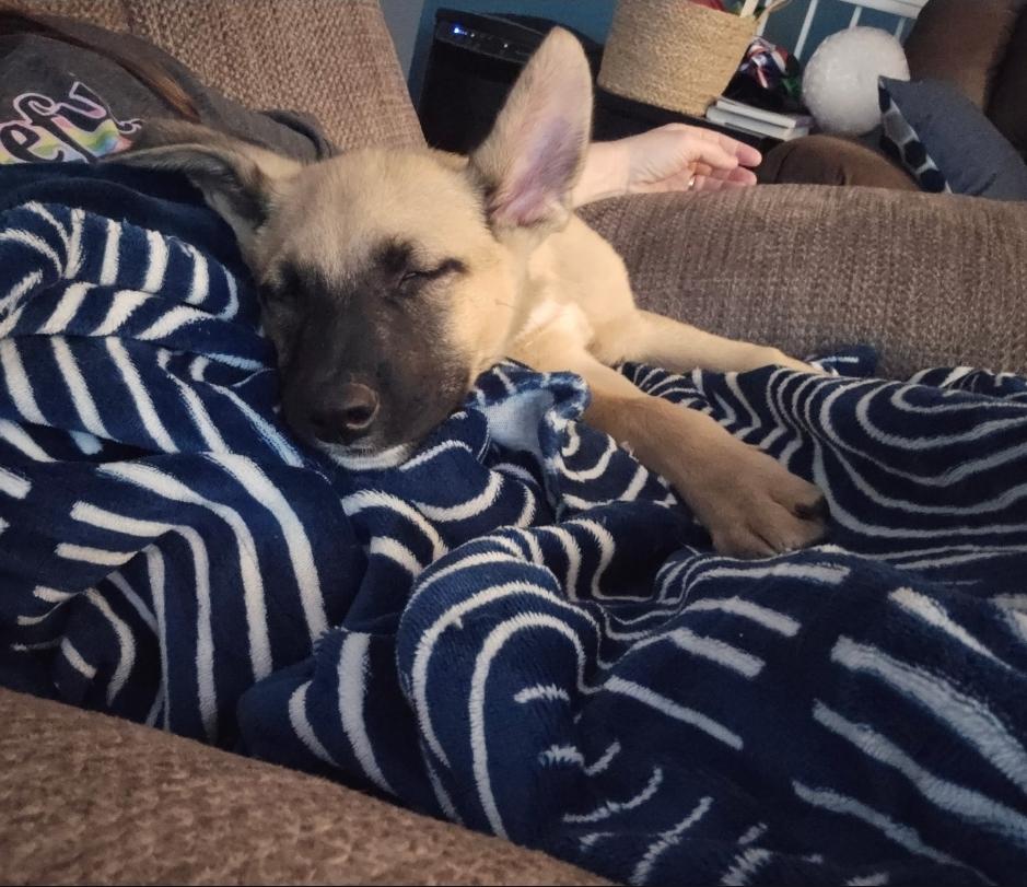 Levi, ADOPTABLE, Puppy Male German Shepherd Dog.