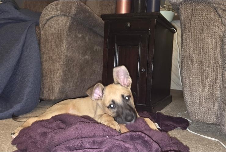 Enlarge Levi, a ADOPTABLE mixed breed in Plattsmouth, NE image 3/5