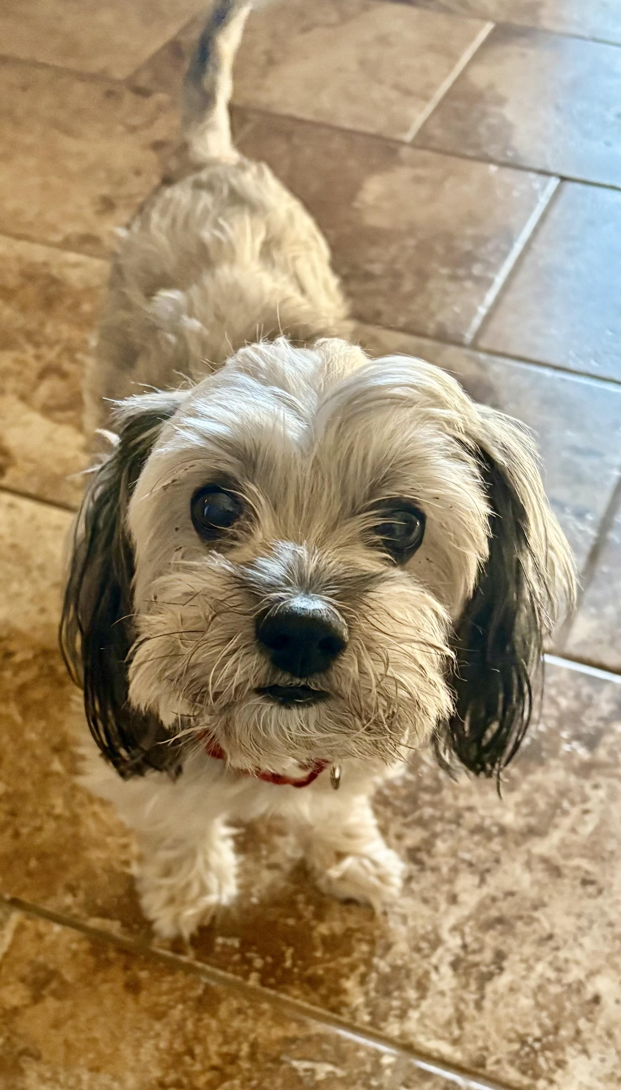 Camie, Adoptable, Adult Female Lhasa Apso.