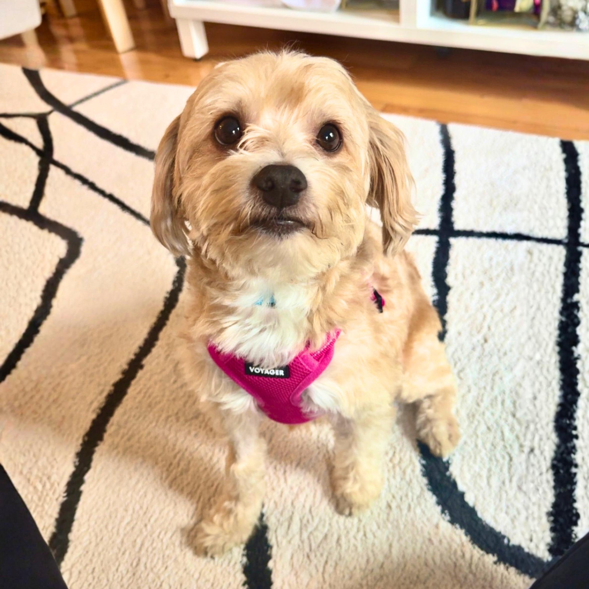 Enlarge Downy, an adopted mixed breed in Philadelphia, PA image 1/4