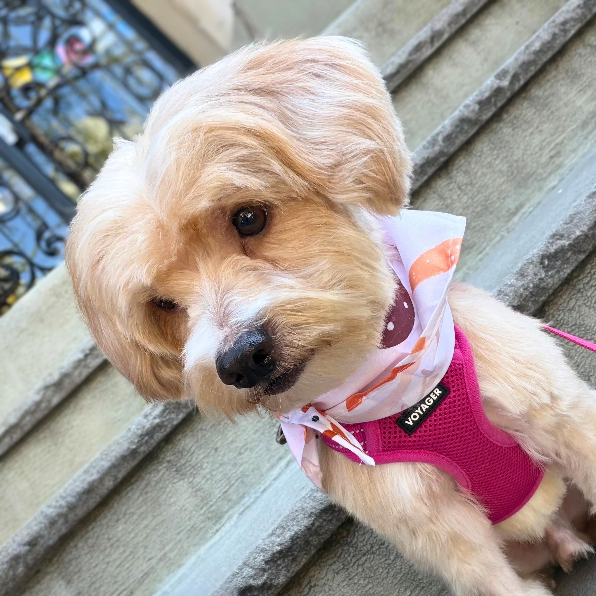 Enlarge Downy, an adopted mixed breed in Philadelphia, PA image 3/4