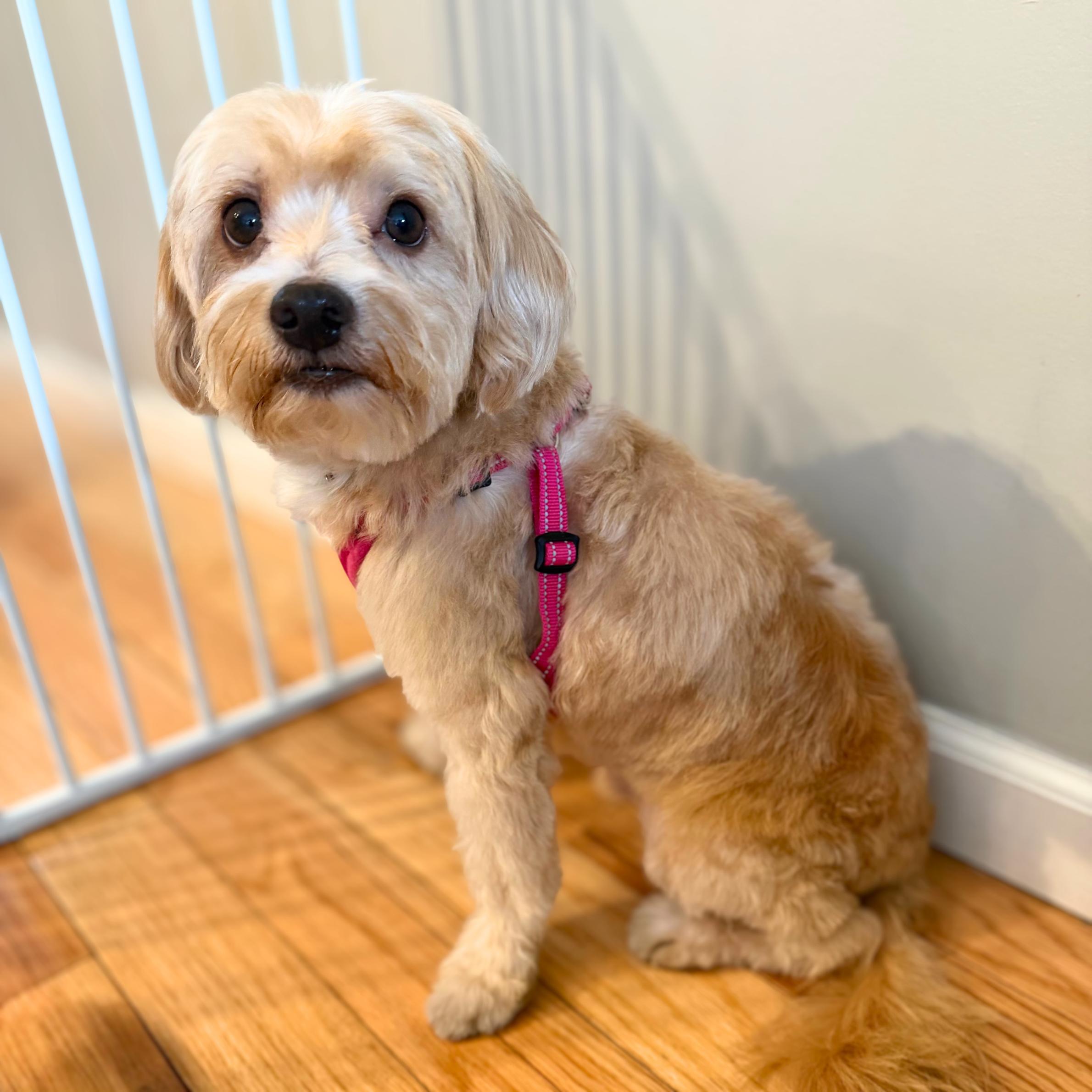 Enlarge Downy, an adopted mixed breed in Philadelphia, PA image 2/4