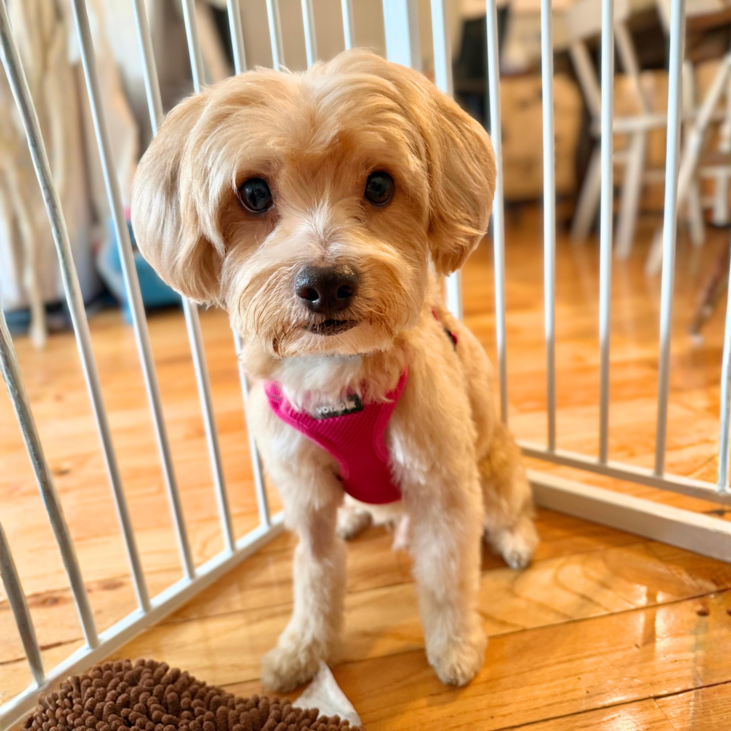 Enlarge Downy, an adopted mixed breed in Philadelphia, PA image 4/4