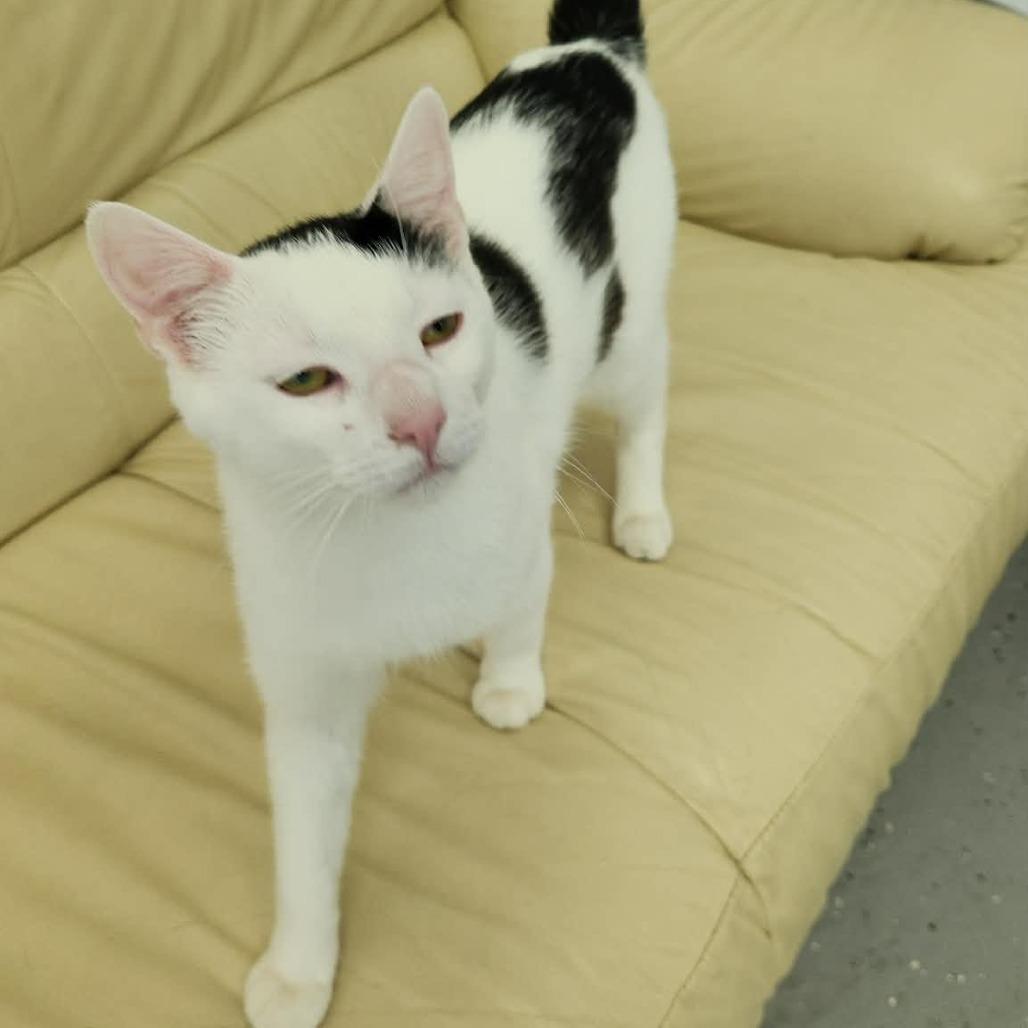 American Eagle (Holland Cat Cove), a Adoptable Domestic Short Hair in West Olive, MI image 1/4