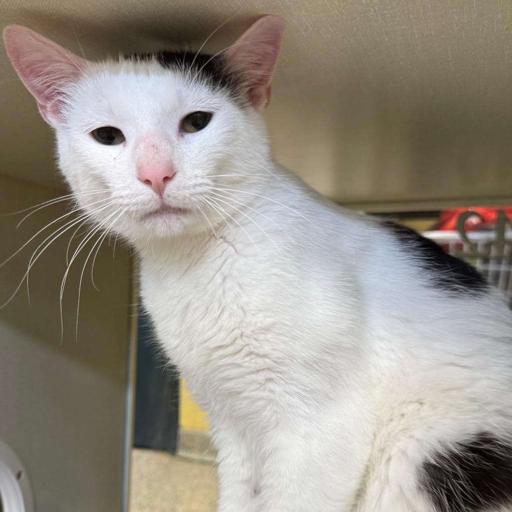 American Eagle (Holland Cat Cove), a Adoptable Domestic Short Hair in West Olive, MI image 2/4