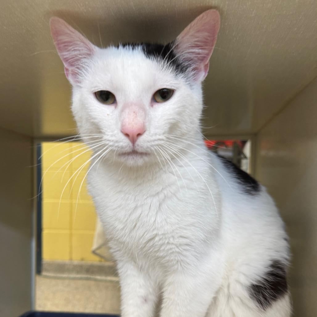 American Eagle (Holland Cat Cove), a Adoptable Domestic Short Hair in West Olive, MI image 3/4