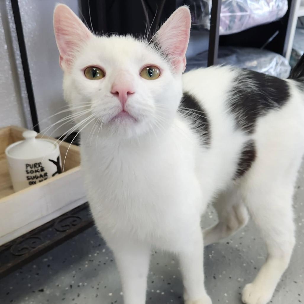 American Eagle (Holland Cat Cove), a Adoptable Domestic Short Hair in West Olive, MI image 4/4