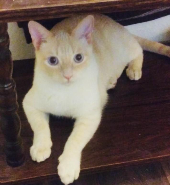 Tuna - flame point Siamese, a Adoptable Siamese in Muskego, WI image 5/6