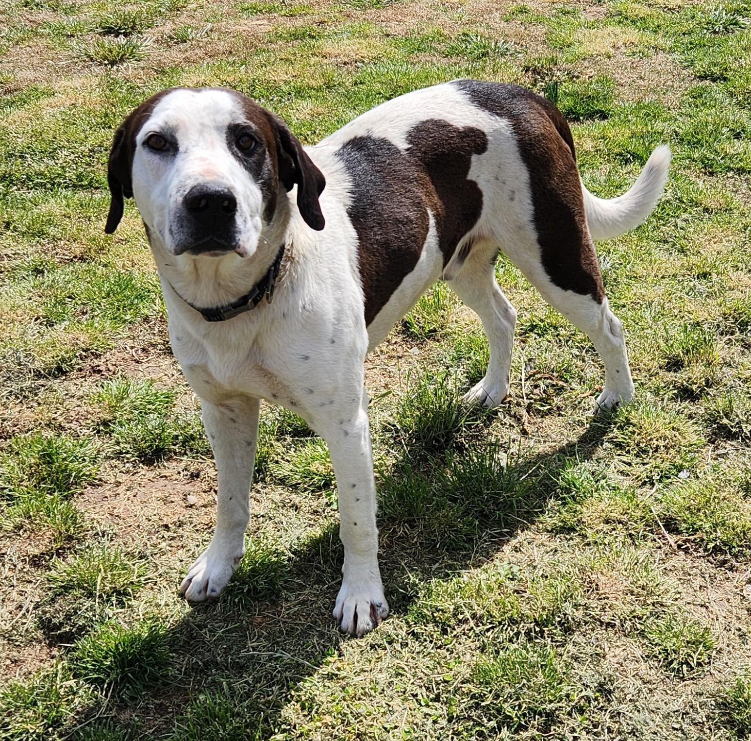 Ralph, a ADOPTABLE mixed breed in Siloam Springs, AR image 4/4