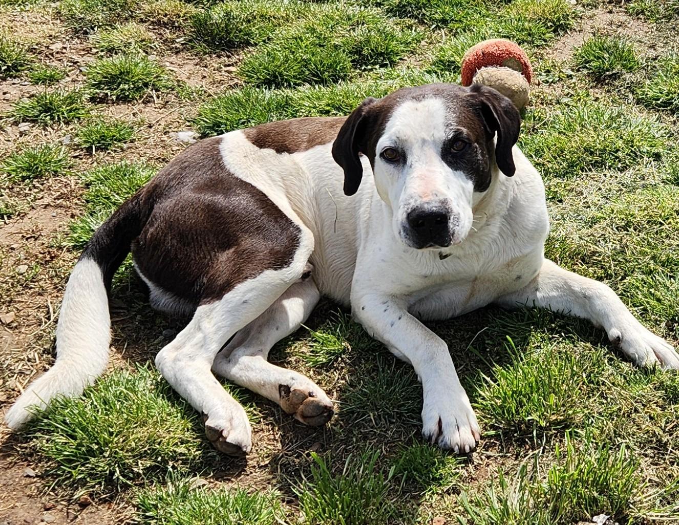 Ralph, a ADOPTABLE mixed breed in Siloam Springs, AR image 1/4